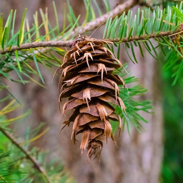 Douglas-fir (Pseudotsuga menzeisii) cone and "bottle brush" needles